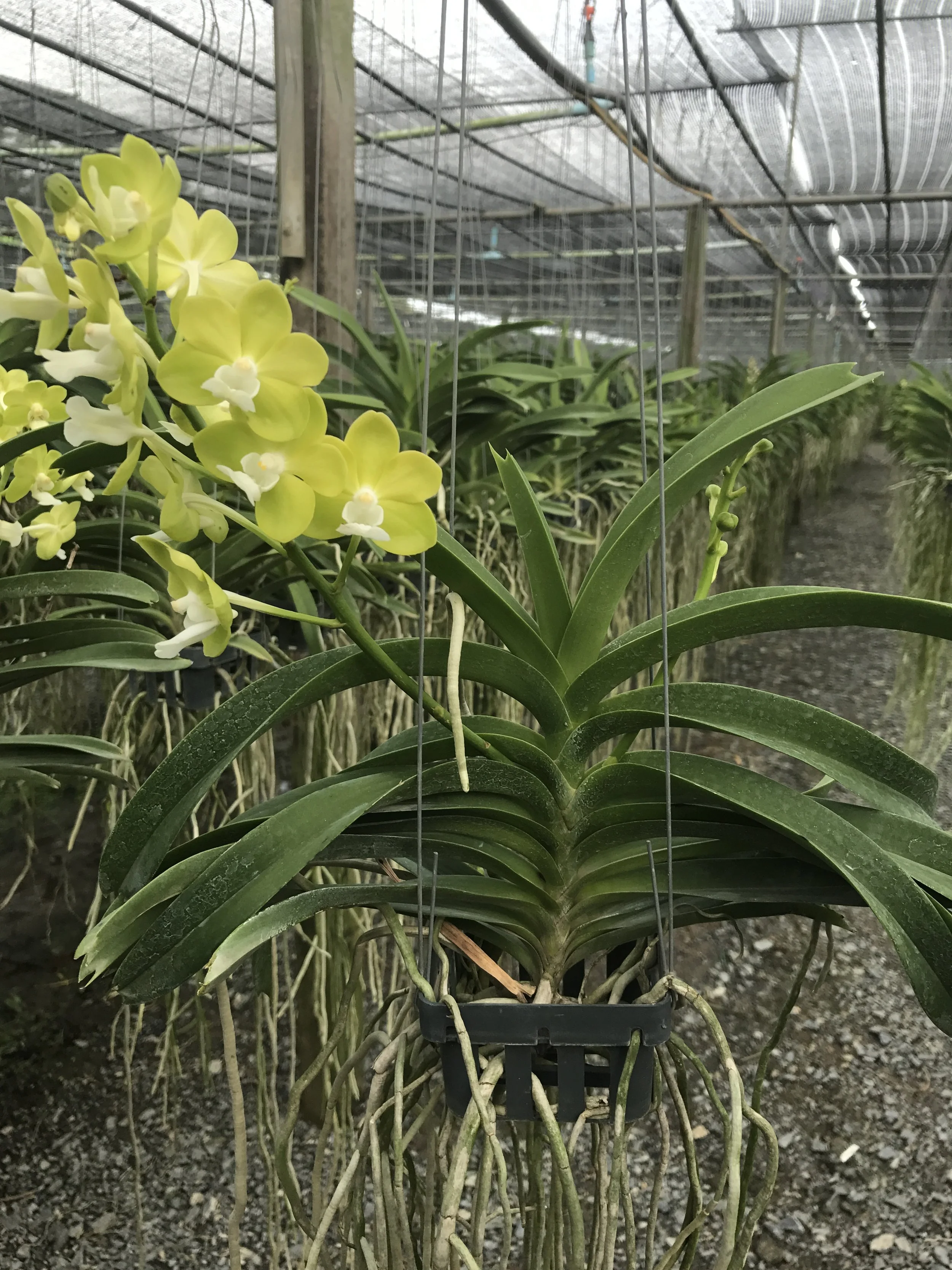 v.+vietnamica+x+Vandachostylis